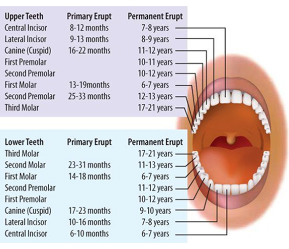 Pediatric Dentist - Castro Valley Advantage Dental